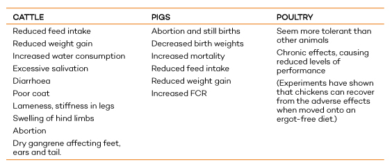 Symptoms of ergot poisoning