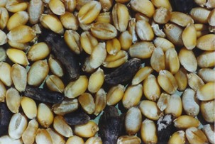 Wheat contaminated with ergot